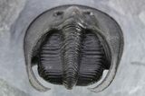 Flying Scotoharpes Trilobite - Top Quality Specimen #253572-3